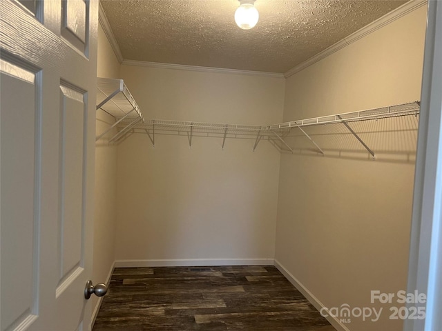 spacious closet featuring dark wood finished floors