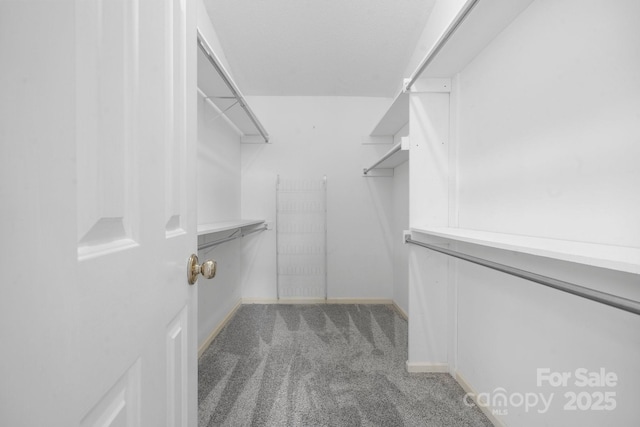 spacious closet featuring carpet floors