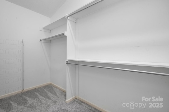 spacious closet featuring carpet floors