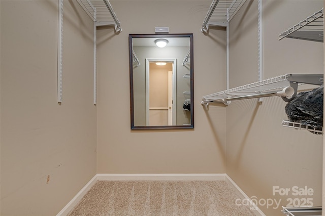 spacious closet featuring carpet flooring