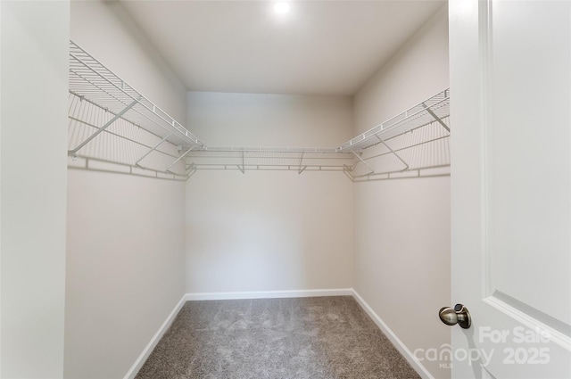 walk in closet with carpet