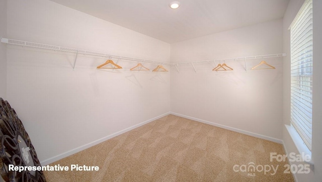 walk in closet featuring carpet flooring