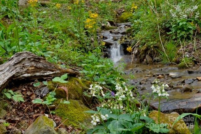 view of local wilderness