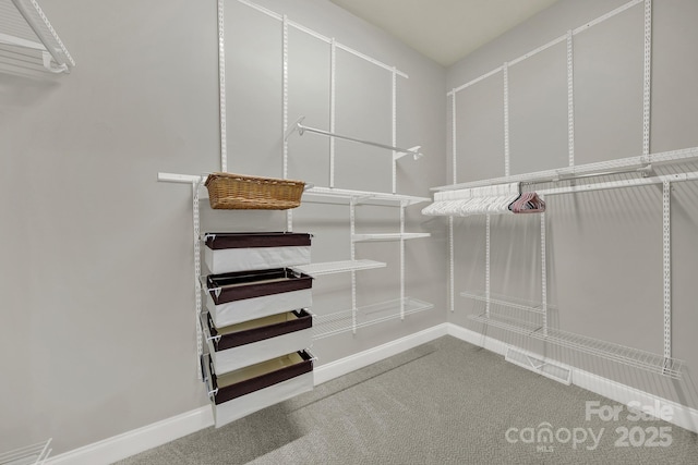 walk in closet with carpet flooring