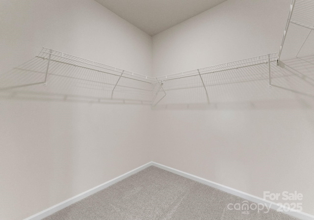 2825 New Pineola Rd Unit 7A, Charlotte, NC 28208 - walk in closet with carpet flooring