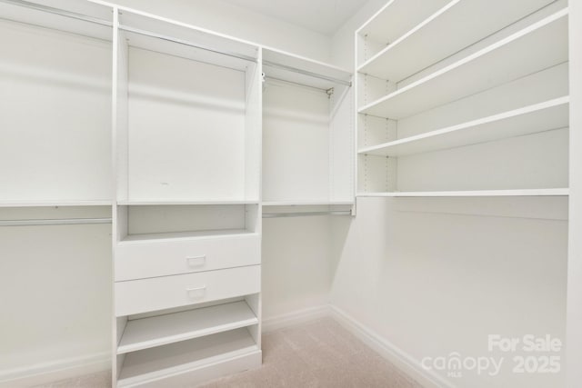 spacious closet featuring carpet flooring