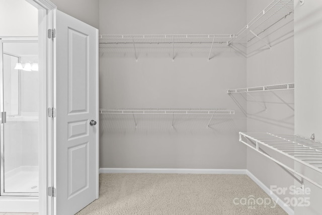 walk in closet with carpet