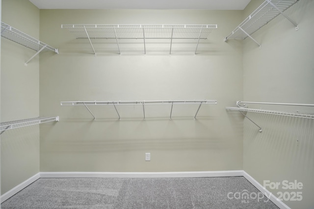 spacious closet featuring carpet flooring