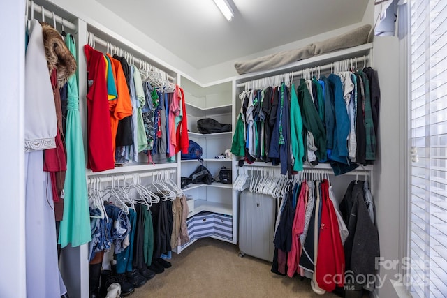 spacious closet featuring carpet flooring