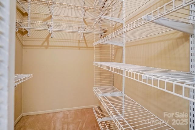 walk in closet featuring carpet flooring