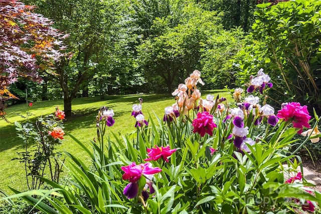 33 Cammies Way, Old Fort, NC 28762 - view of home's community with a lawn