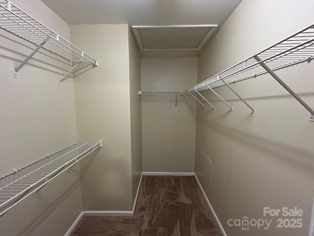 walk in closet with carpet floors