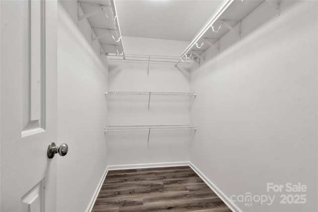 spacious closet featuring dark hardwood / wood-style floors