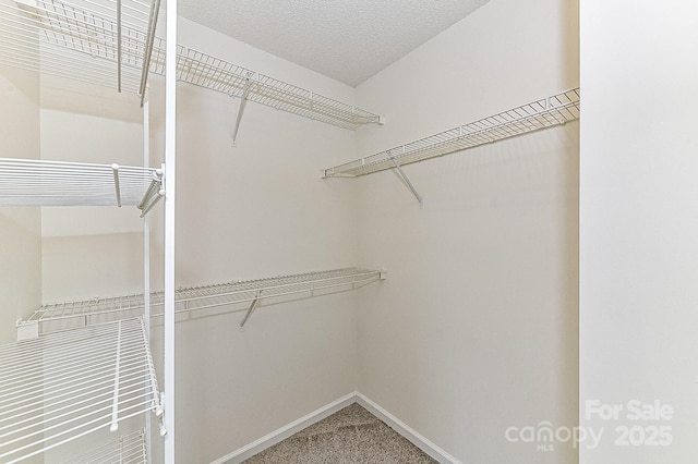 walk in closet featuring carpet