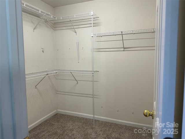 walk in closet with carpet floors