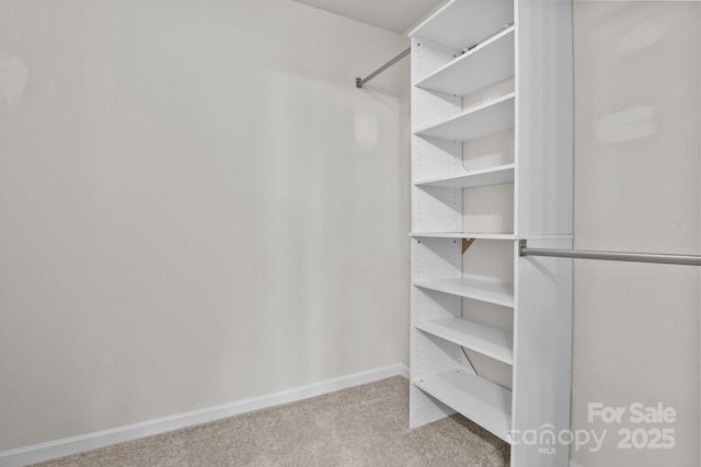 walk in closet featuring carpet flooring