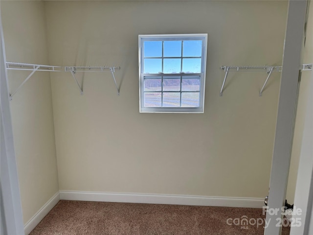 spacious closet with carpet