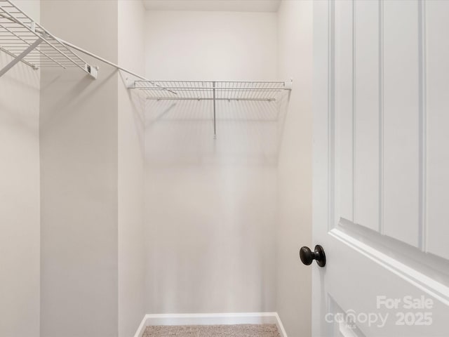 spacious closet featuring carpet flooring