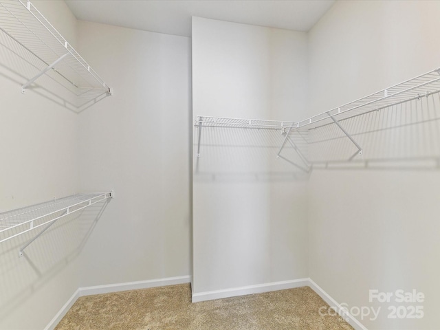 spacious closet featuring carpet flooring