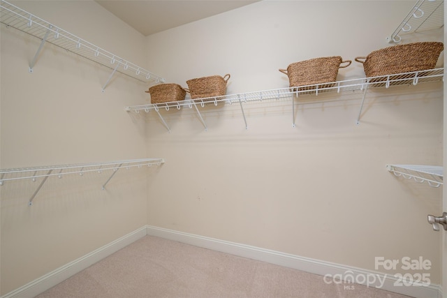 walk in closet featuring carpet floors