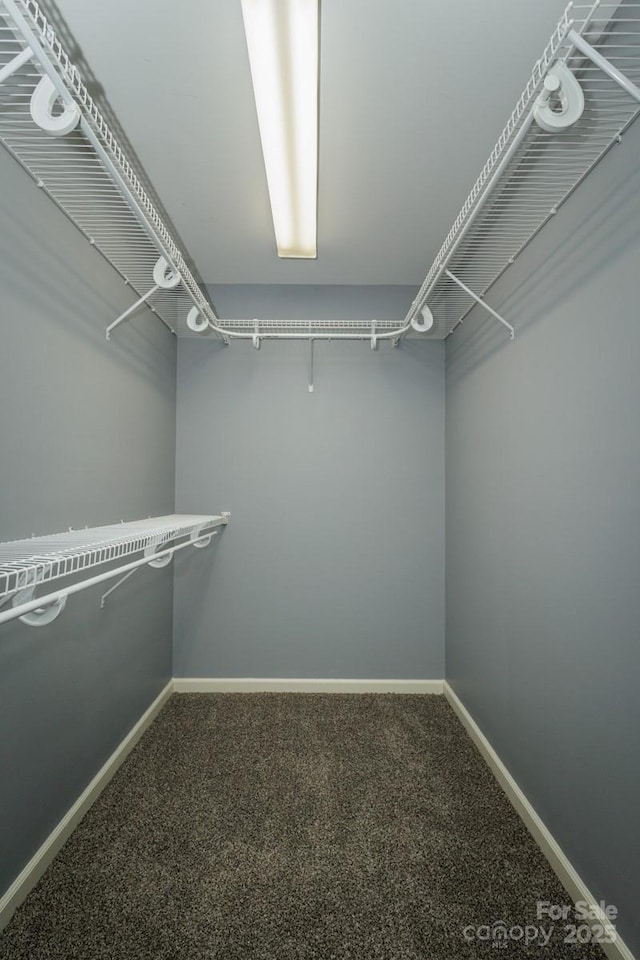 walk in closet with carpet floors