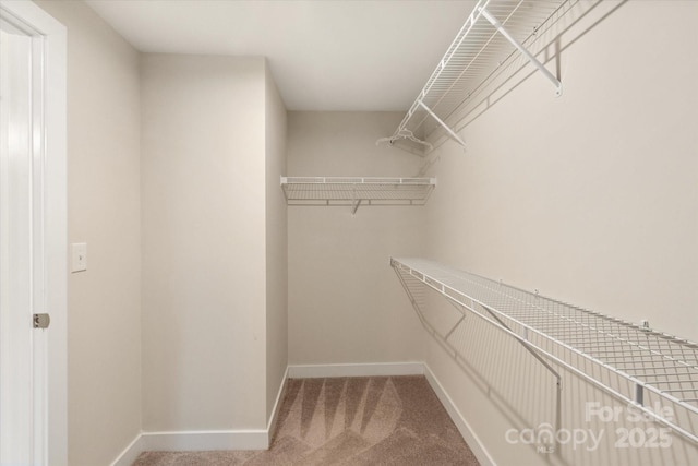 walk in closet with carpet floors