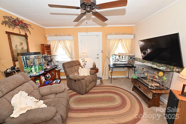 carpeted living room featuring ceiling fan, ornamental molding, and a wealth of natural light