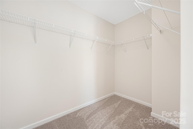 spacious closet featuring carpet floors