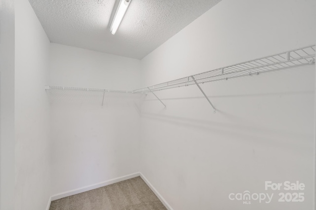 spacious closet featuring carpet floors