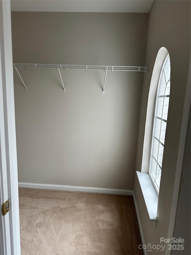 spacious closet with carpet