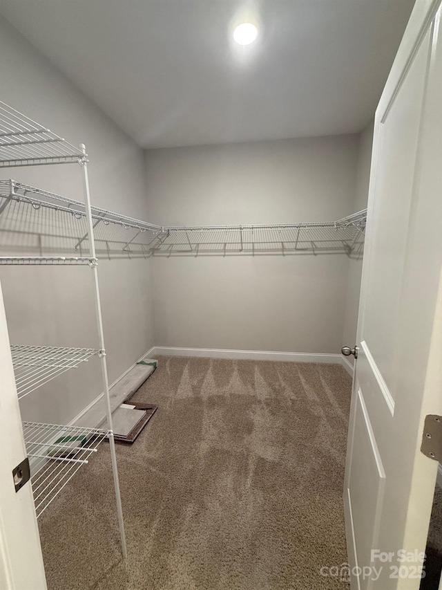 spacious closet featuring carpet floors