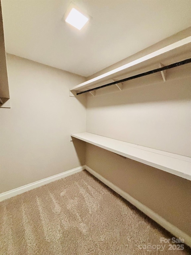 walk in closet with carpet floors