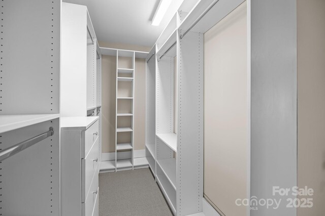 walk in closet with carpet
