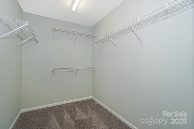 spacious closet with carpet floors