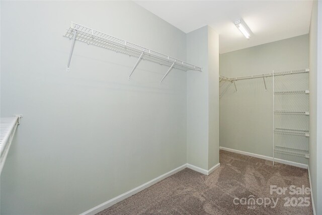 walk in closet with carpet