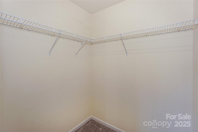 spacious closet featuring carpet flooring