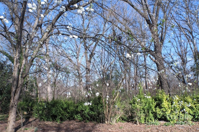 view of nature with a forest view