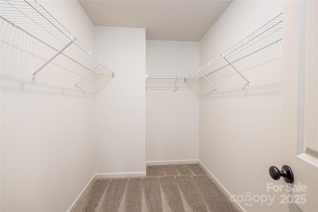 walk in closet with carpet floors