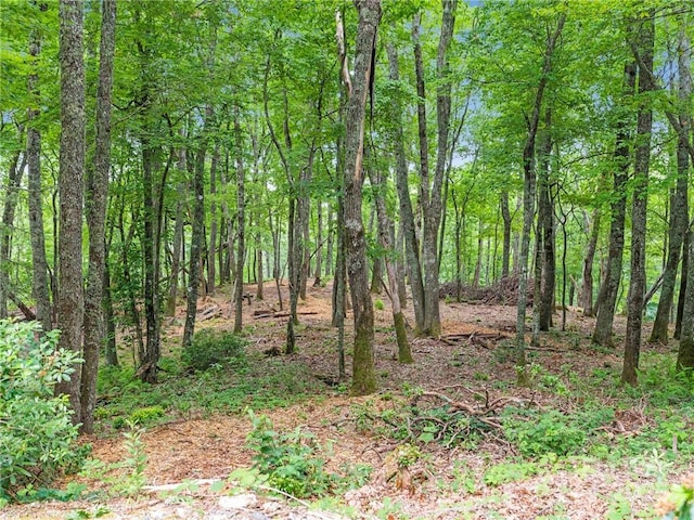 167 Bold Springs Rd, Sylva, NC 28779 - view of local wilderness with a forest view