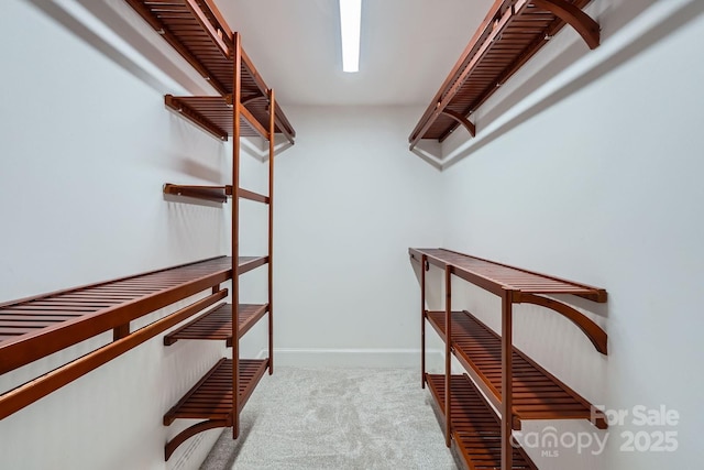 spacious closet featuring carpet