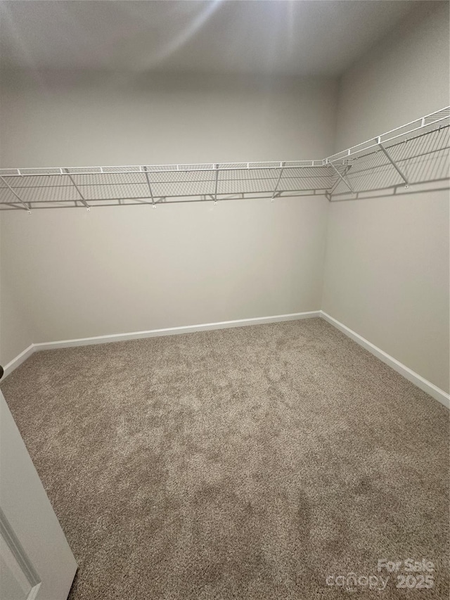 walk in closet featuring carpet