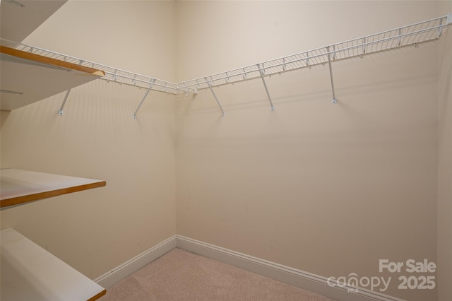 walk in closet featuring carpet flooring