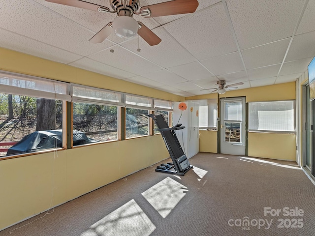 workout room featuring a sunroom, a wealth of natural light, a drop ceiling, and carpet flooring