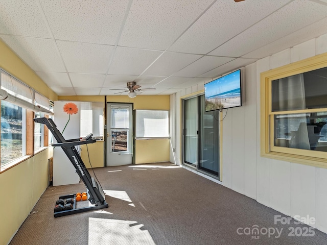 exercise room with carpet, a drop ceiling, and ceiling fan