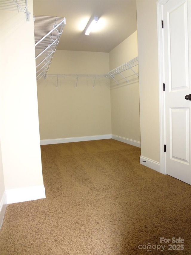 walk in closet with carpet floors