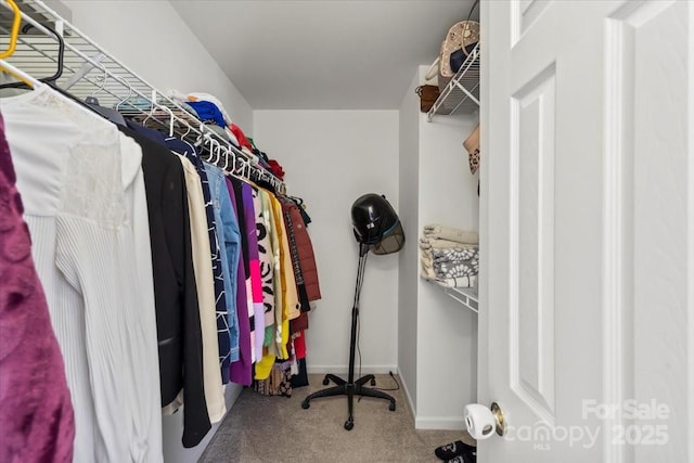 walk in closet featuring carpet floors