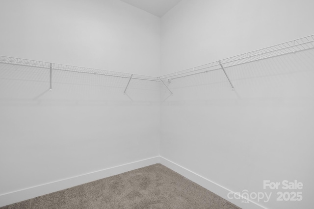 spacious closet featuring carpet flooring