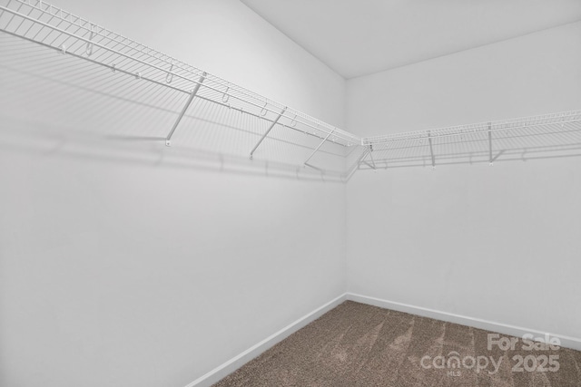 walk in closet with carpet flooring