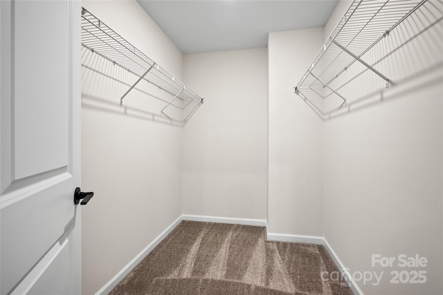 spacious closet with carpet floors