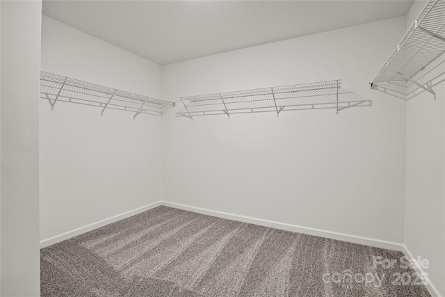 spacious closet with carpet